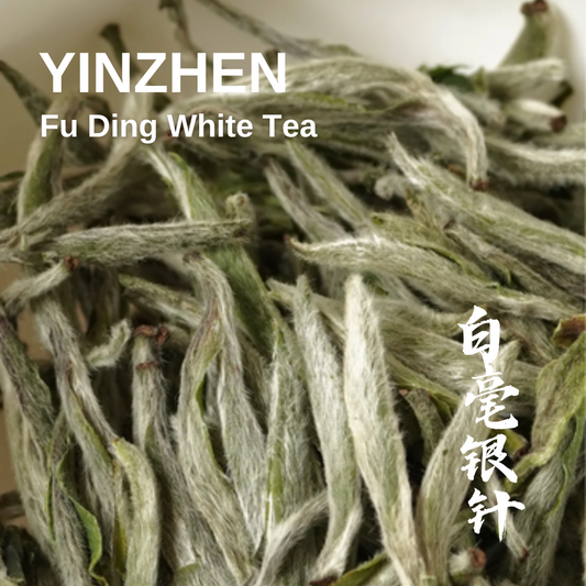 BAI HAO YIN ZHEN (Sliver Needle) - Fu Ding White Tea Spring 2023